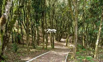 Imagem 6: CONDOMÍNIO VICINO - Terreno em condomínio fechado no bairro Pedancino