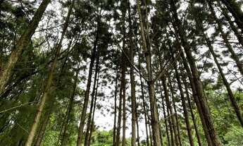 Imagem 5: Chácara à venda em Padre Eterno Ilges em Santa Maria do Herval/RS