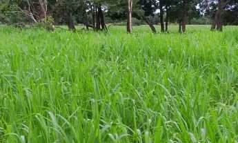 Imagem 7: Fazenda com 650 hectares em Livramento - MT