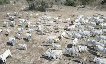 Imagem 1: Fazenda com 3190 hectares em Poconé - MT