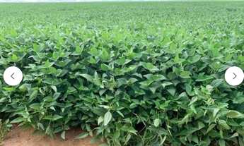 Imagem 6: Fazenda em Primavera do Leste MT