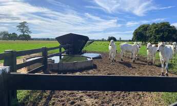 Imagem 6: Fazenda de 750 hectares na região de Cáceres - MT