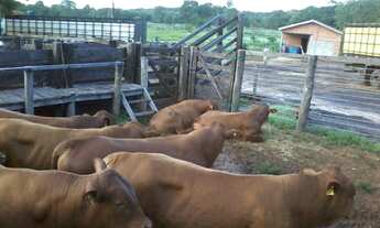 Imagem 4: Fazenda com 200 hectares em Cáceres/MT
