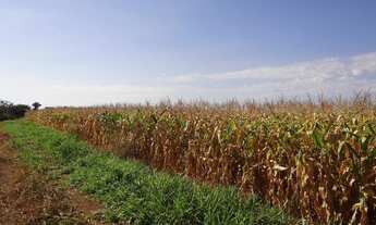 Imagem 2: Fazenda com 978 hectares em Chapada dos Guimarães/MT