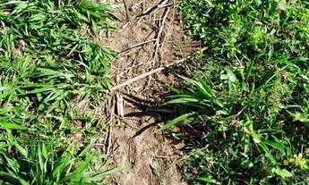 Imagem 7: Chácara em Acorizal/MT