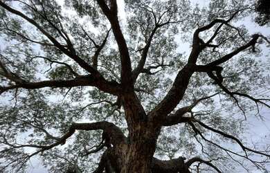 Imagem 7: Chácara em Barão de Melgaço/MT