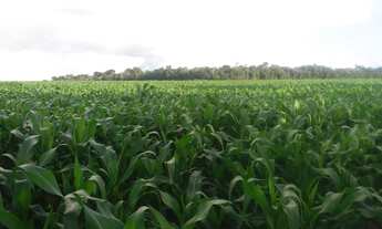 Imagem: Fazenda com 450 hectares em Sinop/MT