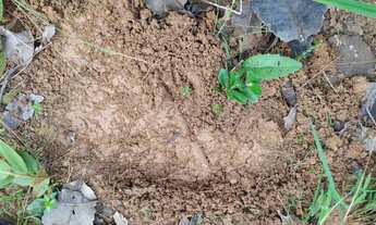 Imagem 2: Fazenda com 336 hectares em Chapada dos Guimarães/MT