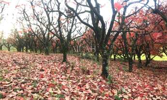 Imagem 7: Villa Albero, 527M² de Área Total