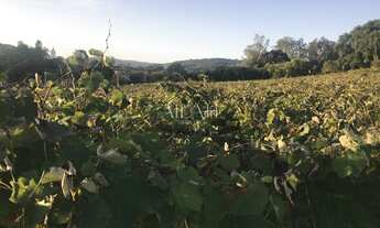 Imagem 2: Terreno Em Monte Bérico situado próximo a Matrizes Gama