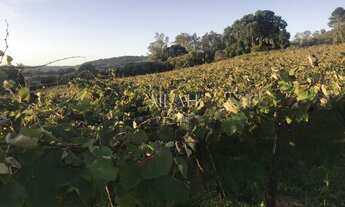 Imagem 4: Terreno Em Monte Bérico situado próximo a Matrizes Gama