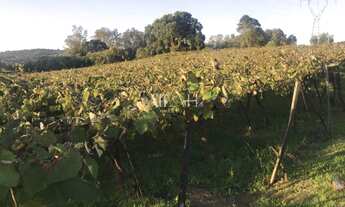Imagem 6: Terreno Em Monte Bérico situado próximo a Matrizes Gama