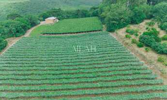 Imagem 6: Excelente chácara com 14 hectares, sendo 2,6 hectares de parreiras (arrendadas