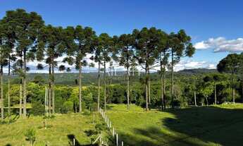 Imagem: Excelente Chácara em Ana Rech com 2 hectares
