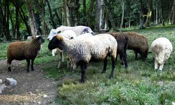 Imagem 2: Excelente Chácara em Ana Rech com 2 hectares