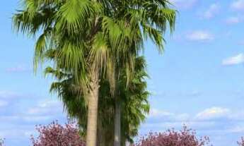 Imagem 1: BRISAS BAIRRO-CIDADE