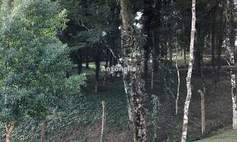 Imagem 2: Terreno à venda no bairro Pedancino!