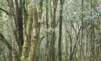 Imagem: Chácara à venda no Desvio Rizzo