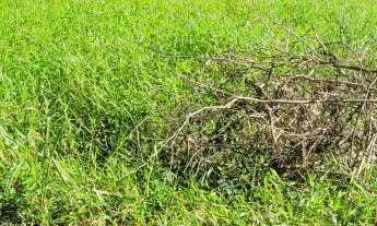 Imagem 2: TERRENO BEM LOCALIZADO