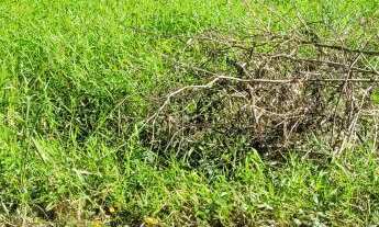 Imagem 3: TERRENO BEM LOCALIZADO