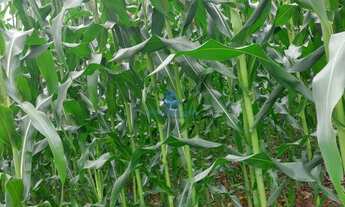Imagem 5: Fazenda à venda em Conceição do Rio Verde