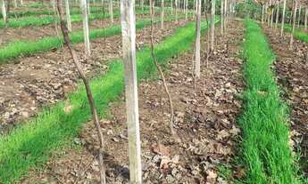 Imagem: Chácara em São Virgílio, Comunidade São