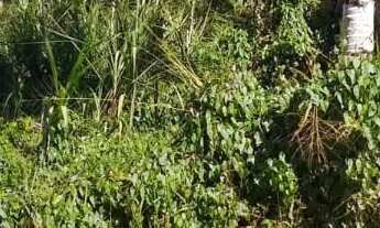 Imagem: Terreno à Venda em Itapema, Ilhota