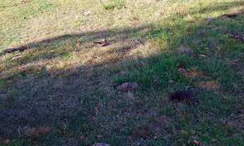 Imagem 4: Área de Terra com 3 Dormitorio(s) localizado(a) no bairro Cordilheira em Cachoeira do Sul