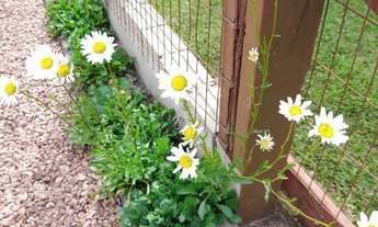 Imagem 5: Residência com três dormitórios no centro de Imbé!
