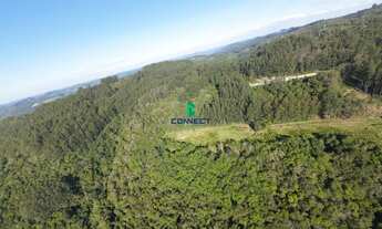 Imagem 5: Área de Terra à venda em Farroupilha, Linha Boêmios: oportunidade única!