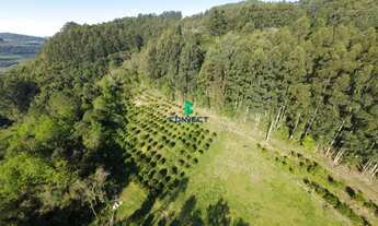 Imagem 7: Área de Terra à venda em Farroupilha, Linha Boêmios: oportunidade única!