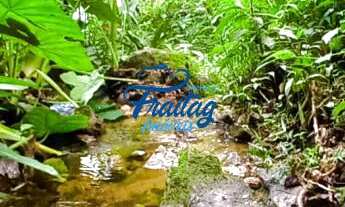 Imagem 6: Chácara com 3 quartos - Schroeder - Braço do Sul