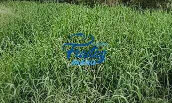 Imagem: Terreno em Schroeder no Bairro Centro Norte