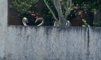 Imagem 3: Ótima casa com 4 dormitórios, 3 banheiros e piscina