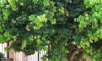 Imagem 3: Casa, 3 dormitórios, 1 banheiros, 1 vaga na garagem, 360M² de Área Construída