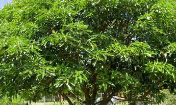 Imagem 2: Linda Chácara mobiliada a poucos minutos da cidade