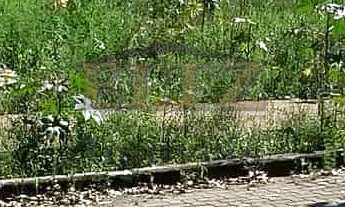 Imagem: Terreno- Esquina- Loteamento Alameda das