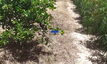 Imagem 4: Chácara com 3 Dormitorio(s) localizado(a) no bairro em Harmonia / Rio Grande do Sul Ref