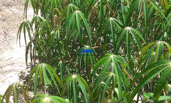 Imagem 6: Chácara com 3 Dormitorio(s) localizado(a) no bairro em Harmonia / Rio Grande do Sul Ref