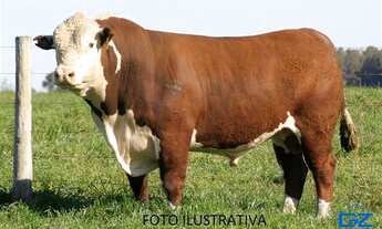 Imagem 4: Fazenda com 1 Dormitorio(s) localizado(a) no bairro em Cachoeira do Sul / RIO GRANDE DO