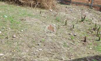 Imagem: Terreno para venda no bairro Tomba em Feira