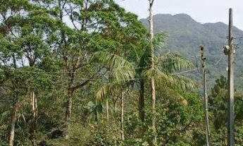 Imagem: Chácara de 50.000 m² em Pedra Branca do