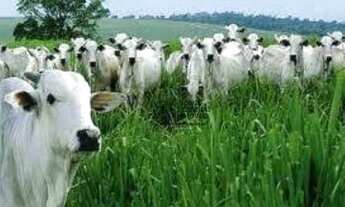 Imagem 3: Fazenda com 6 dormitórios à venda, 160000000 m² por R$ 50.000.000,00 - Centro - Sena Madur