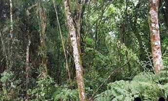 Imagem 5: Chácara à venda - Matulão - Tijucas do Sul/PR