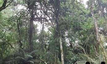 Imagem 2: Chácara à venda - Matulão - Tijucas do Sul/PR