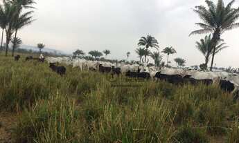 Imagem 4: Fazenda com 4 dormitórios à venda, 22000000 m² por R$ 30.000.000,00 - Zona Rural - Itauba
