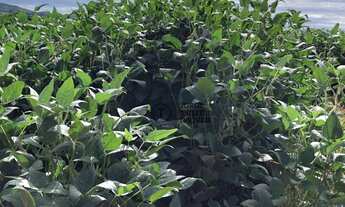 Imagem 2: Fazenda com 10 dormitórios à venda, 104400000 m² por R$ 250.000.000,00 - Zona Rural - Para