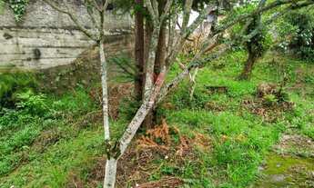 Imagem 2: Terreno 800m² Escola Agricola Blumenau/SC