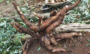 Imagem 5: CH - 24110 - CHÁCARA EM CAÇAPAVA COM 4 QUARTOS