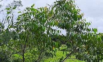 Imagem 7: Terreno de 155.876m² à Venda na Praia da Tereza